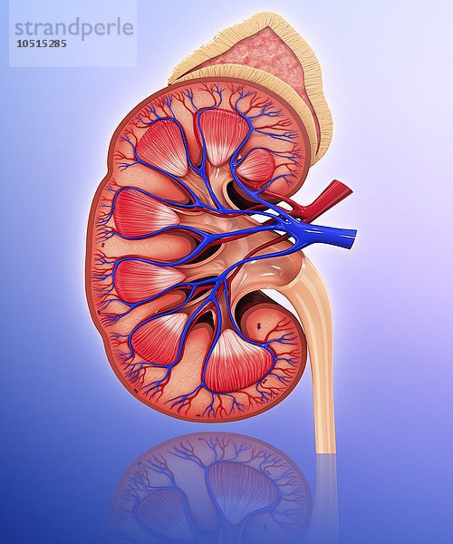 Menschliche Niere  ausgeschnittene Computergrafik Menschliche Niere  grafische Darstellung