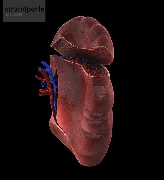 Menschliche Milz  ausgeschnittene Computergrafik Menschliche Milz  Kunstwerk