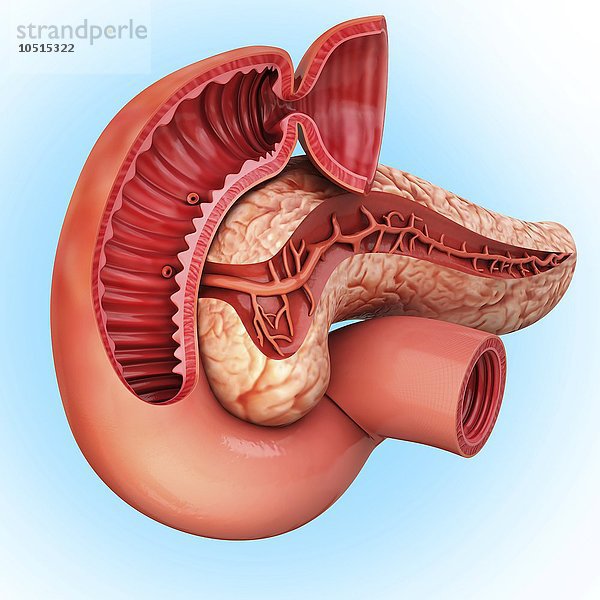 Menschliche Bauchspeicheldrüse  ausgeschnittenes Computerbild Menschliche Bauchspeicheldrüse  Kunstwerk
