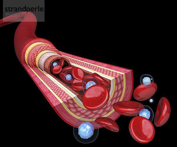 Menschliche Arterie  ausgeschnittene Computergrafik Menschliche Arterie  Kunstwerk