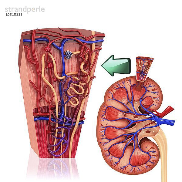 Menschliches Nierennephron  Computerbild zum Ausschneiden Menschliches Nierennephron  Kunstwerk