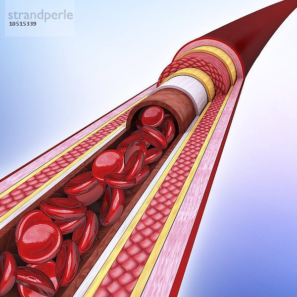 Menschliche Arterie  ausgeschnittene Computergrafik Menschliche Arterie  Kunstwerk