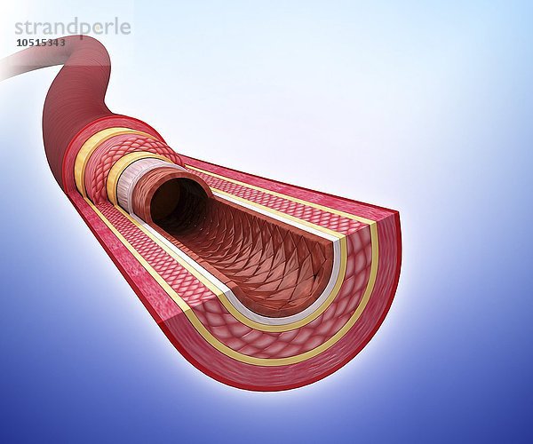 Menschliche Arterie  ausgeschnittene Computergrafik Menschliche Arterie  Kunstwerk