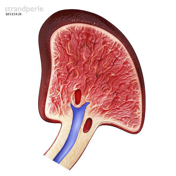 Menschliche Milz  ausgeschnittene Computergrafik Menschliche Milz  Kunstwerk
