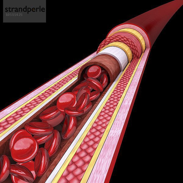 Menschliche Arterie  ausgeschnittene Computergrafik Menschliche Arterie  Kunstwerk