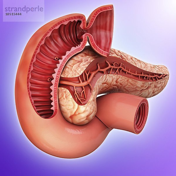 Menschliche Bauchspeicheldrüse  ausgeschnittenes Computerbild Menschliche Bauchspeicheldrüse  Kunstwerk