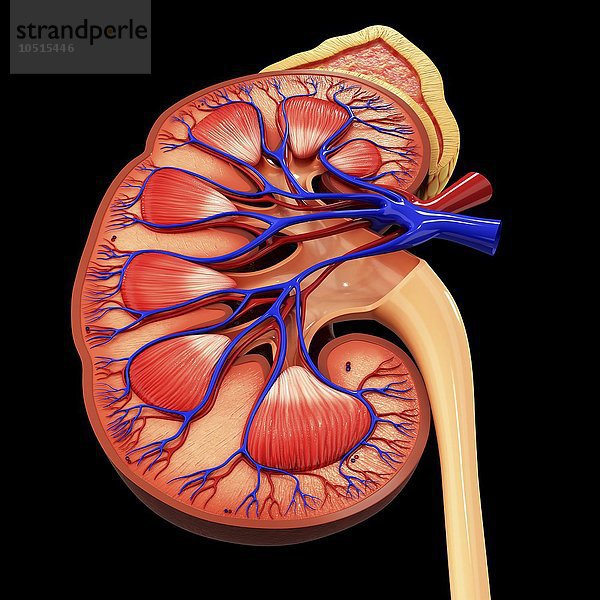 Menschliche Niere  ausgeschnittene Computergrafik Menschliche Niere  grafische Darstellung