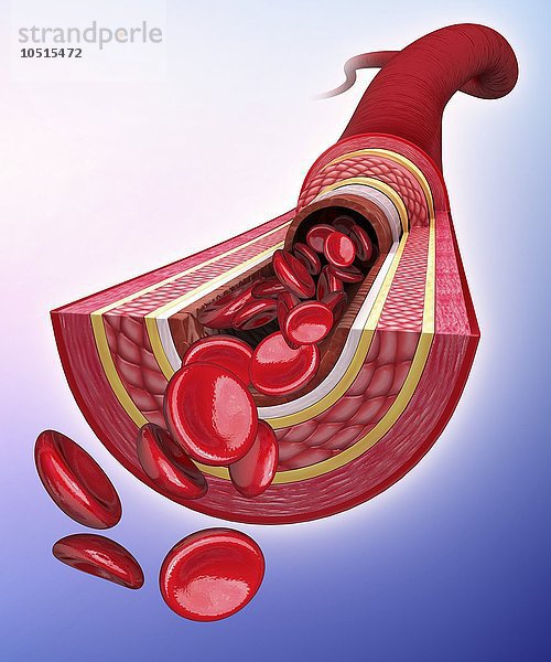 Menschliche Arterie  ausgeschnittene Computergrafik Menschliche Arterie  Kunstwerk