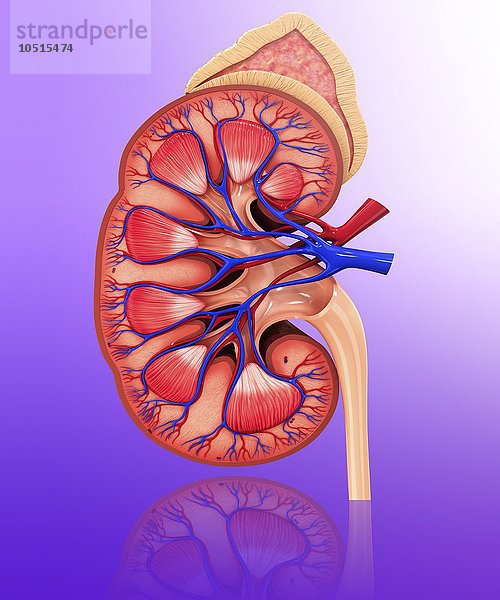 Menschliche Niere  ausgeschnittene Computergrafik Menschliche Niere  grafische Darstellung