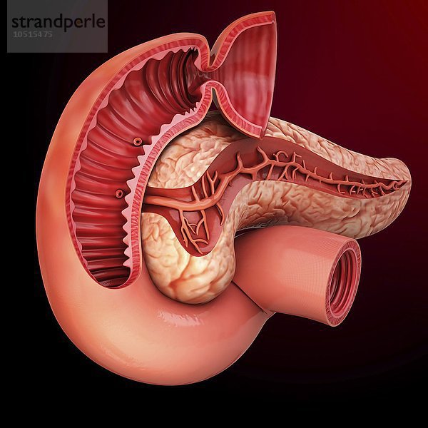 Menschliche Bauchspeicheldrüse  ausgeschnittenes Computerbild Menschliche Bauchspeicheldrüse  Kunstwerk
