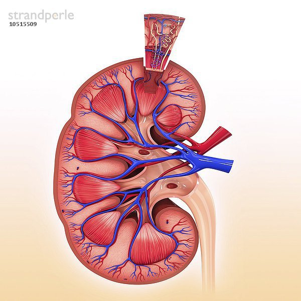 Menschliches Nierennephron  Computerbild zum Ausschneiden Menschliches Nierennephron  Kunstwerk