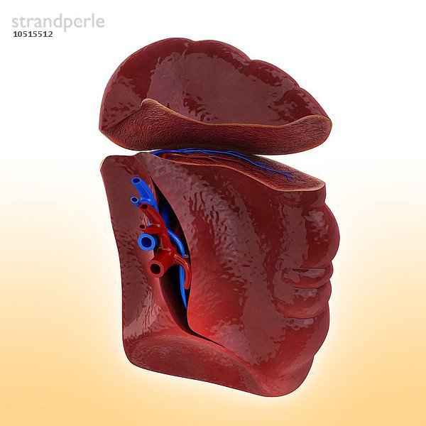 Menschliche Milz  ausgeschnittene Computergrafik Menschliche Milz  Kunstwerk