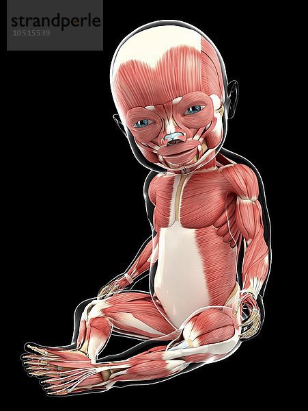 Baby's muscular system  computer artwork Baby's muscular system  artwork