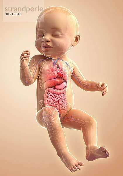 Innere Organe eines Babys  Computerkunstwerk Innere Organe eines Babys  Kunstwerk