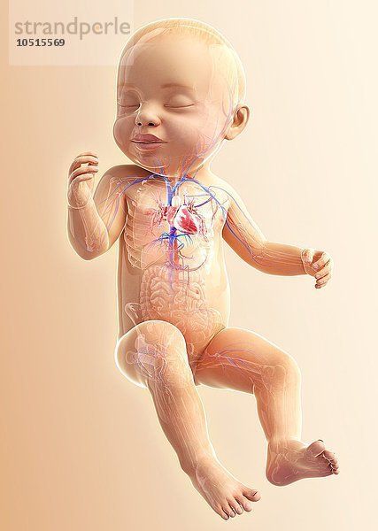 Atmungsorgane eines Babys  Computerbild Atmungsorgane eines Babys  Kunstwerk