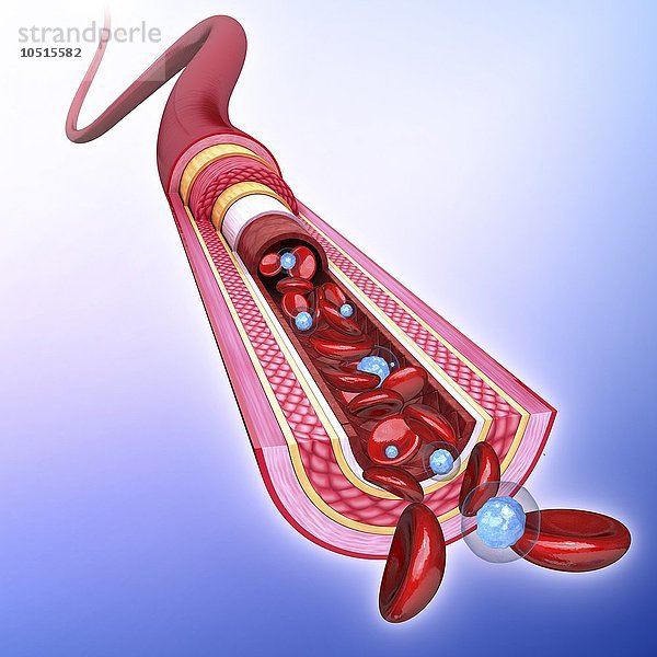 Menschliche Arterie  ausgeschnittene Computergrafik Menschliche Arterie  Kunstwerk