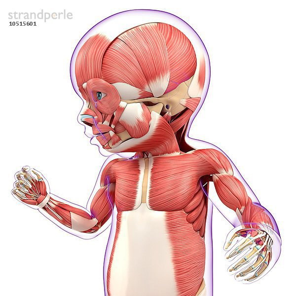 Baby's muscular system  computer artwork Baby's muscular system  artwork