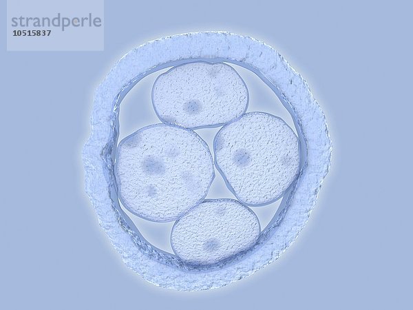 Kunstwerk eines menschlichen Embryos mit vier Zellen Menschlicher Embryo  Kunstwerk