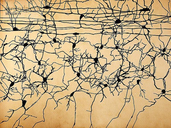 Kunstwerk der Nervenzellen  Nervenzellen  Kunstwerk