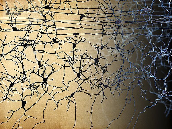 Kunstwerk der Nervenzellen  Nervenzellen  Kunstwerk