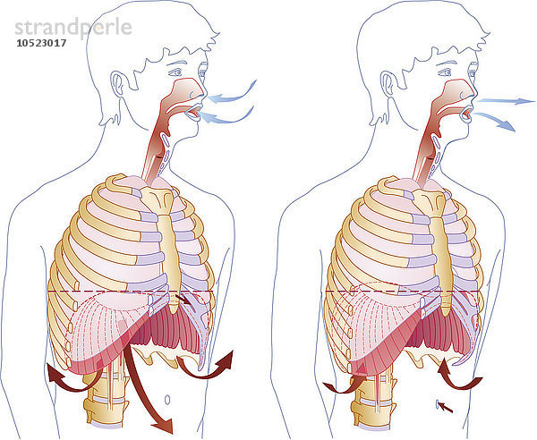 Veranschaulichung des Prinzips der Einatmung (links) und der Ausatmung (rechts). Das Zwerchfell und die Zwischenrippenmuskeln bewirken die Einatmung  indem sie das Volumen des Brustkorbs vergrößern  damit sich die Lungen mit Luft füllen können  und das Volumen des Brustkorbs verkleinern