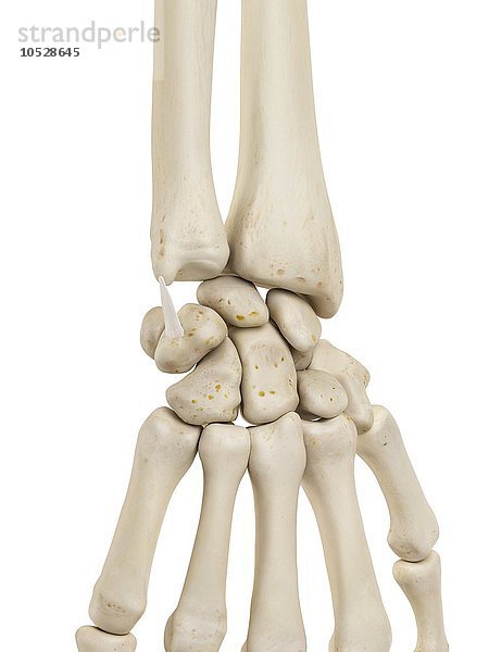 Menschliche Handgelenksknochen  Illustration