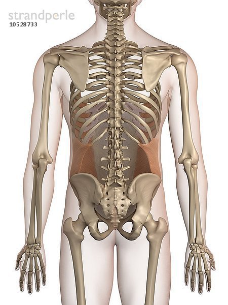 Menschliche Bauchmuskeln  Illustration