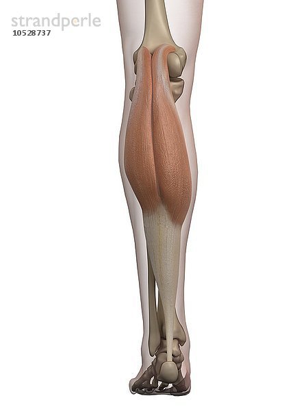 Menschlicher Wadenmuskel  Illustration