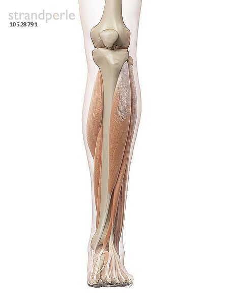 Menschliche Beinmuskeln  Illustration