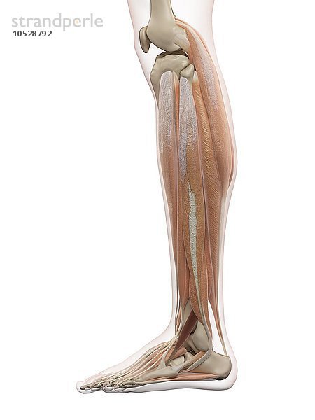Menschliche Beinmuskeln  Illustration