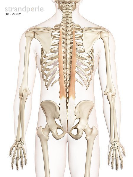 Menschliche Rückenmuskeln  Illustration
