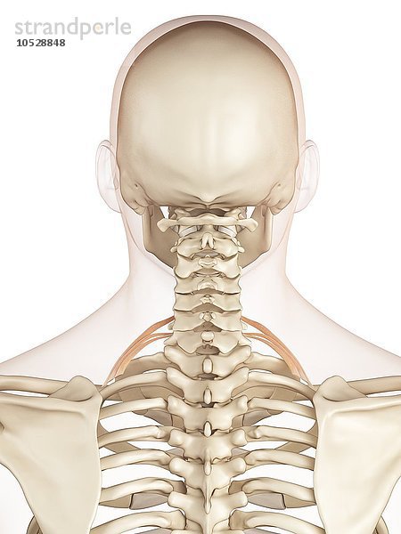 Menschliche Rückenmuskulatur  Illustration