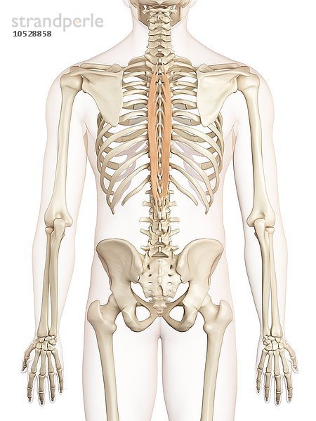 Menschliche Rückenmuskeln  Illustration