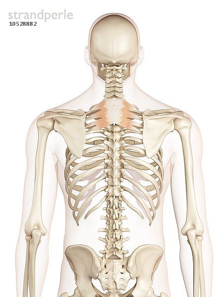 Menschliche Rückenmuskulatur  Illustration