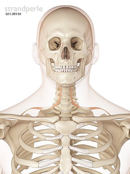 Menschliche Nackenmuskeln  Illustration