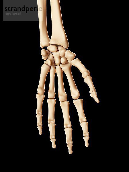 Menschliche Handknochen  Illustration