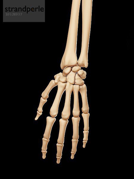 Menschliche Handknochen  Illustration