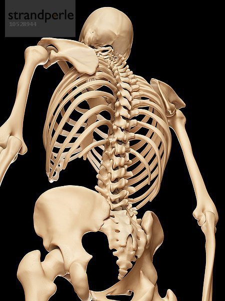 Menschliches Skelettsystem  Illustration
