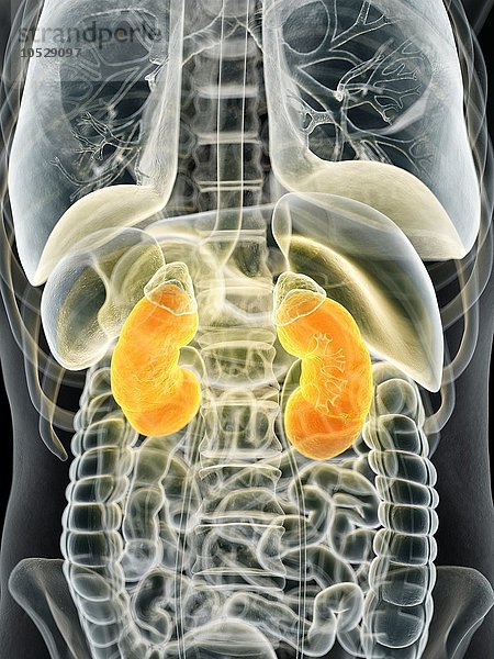 Menschliche Nieren  Illustration