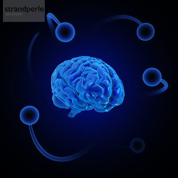 Menschliches Gehirn  Illustration