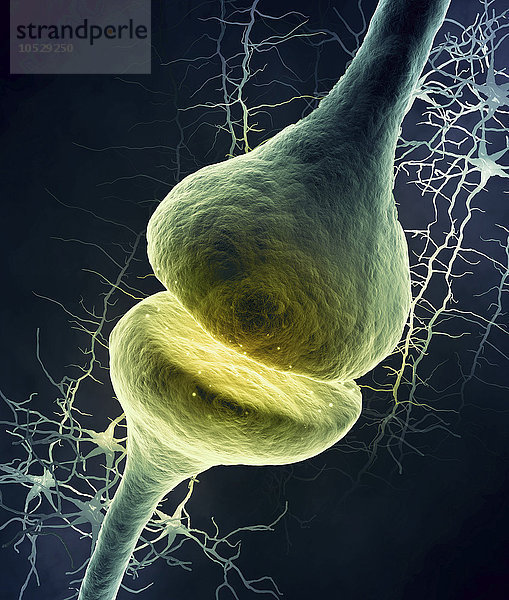 Synapse  Illustration