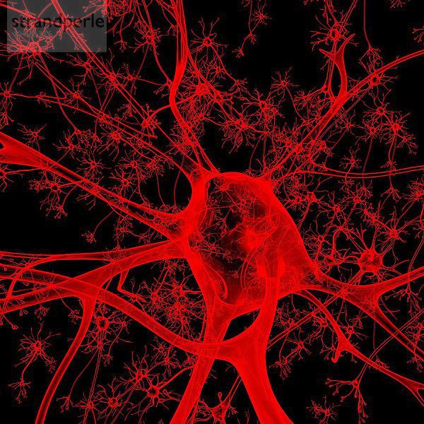 Neuron  Illustration