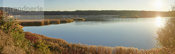 Baggersee mit Schilfrohr  Phragmites communis  Oberpfalz  Bayern  Deutschland  Europa