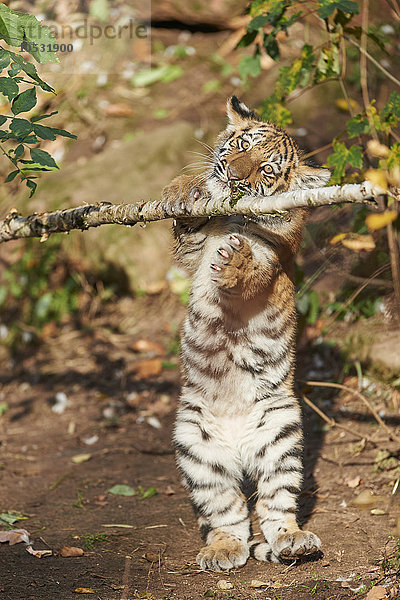 Sibirischer Tiger  Panthera tigris altaica  Deutschland  Europa