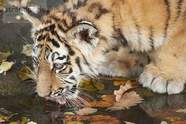 Sibirischer Tiger  Panthera tigris altaica  Deutschland  Europa