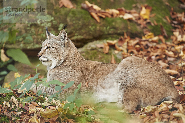 Luchs  Lynx lynx  Deutschland  Europa