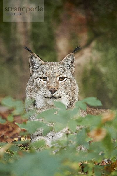 Luchs  Lynx lynx  Deutschland  Europa