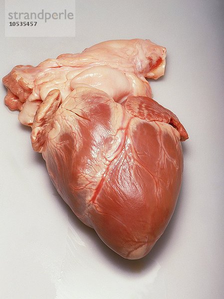 10147349  Medizin  Herz  Person  Organ  Freigabe  Anatomie