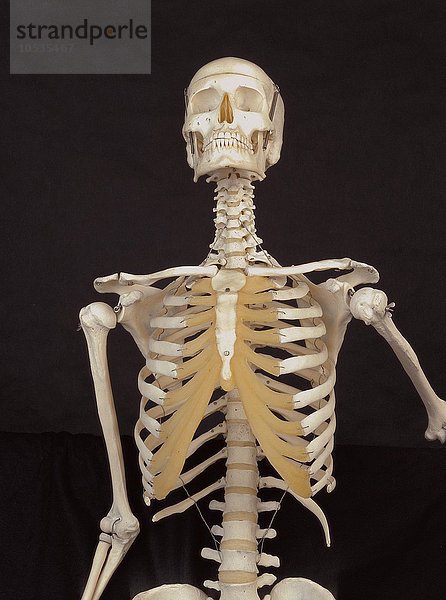 10263592  Medizin  Anatomie  Skelett  Person  Brustkorb  Wirbelsäule  Schädel