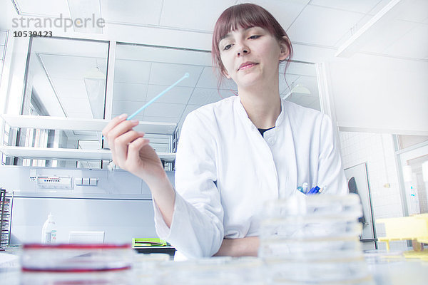 Wissenschaftler Teststreifen im Labor